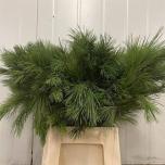 Pinus strobus 55cm (pk)