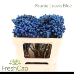 Brunia Laevis Blue 50cm