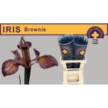 Iris Iiris paint