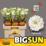 Eustoma Preeriakell Big Sun ov