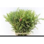 Grevillea Ivanhoe Bronze 70cm (pk)