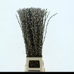 Salix Snow Flake 100cm