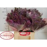 Syringa Sirel Dark Koster 40cm