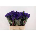 Limonium Parkjuur Blue Wings 70cm