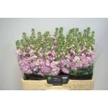 Matthiola Levkoi Figaro Light Rose