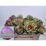 Cynara Artišokk Green Globe 50cm