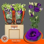 Eustoma Preeriakell Rosita Blue 60cm