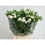 Leucanthemum Härjasilm 40cm