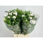 Leucanthemum Härjasilm 40cm