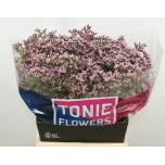 Limonium Parkjuur Tall Pink Emille 50cm