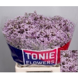 Limonium Parkjuur Tall Pink Emille 65cm