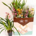 Cymbidium Tsümbiidium mix 14cm