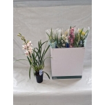 Cymbidium mix 14cm