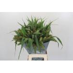 Setaria Lowlander 70cm