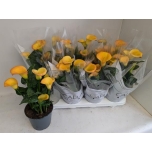 Zantedeschia Kalla flame 14cm