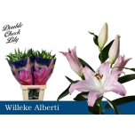 Lilium Liilia OR Willeke Albert 90cm