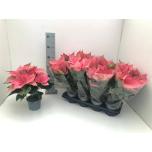 Euphorbia pulch Jõulutäht premium pink 13cm