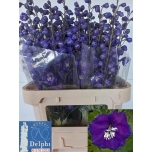 Delphinium Kukekannus Delp Power 80cm