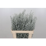 Kochia maireana sedifolia 60cm