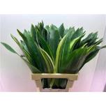 Aspidistra elatior noy 70cm pk