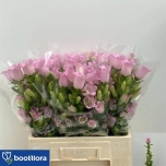 Campanula Kellukas Champion Pink 60cm