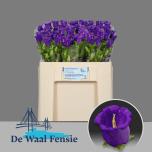 Campanula Kellukas Medium Champion Blue 50cm