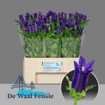 Campanula Kellukas Medium Champion Blue 60cm