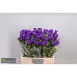 Campanula Kellukas Medium Champion Blue 60cm