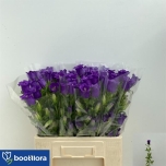 Campanula Kellukas Medium Champion Blue 60cm