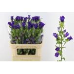 Campanula Kellukas Champion Blue 80cm