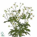 Tanacetum Neitsikummel Single Vegmo 55cm*25