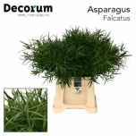 Asparagus Falcatus 45cm (pk)