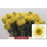 Leucospermum Nõelkera High Gold 40cm*10