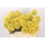 Leucospermum Nõelakera High Gold 40cm*10