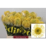 Leucospermum Nõelkera High Gold 40cm*10