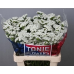 Limonium Parkjuur White Starlight Wings 60cm