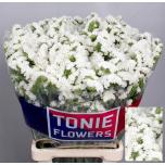 Limonium Parkjuur White Starlight Wings 80cm