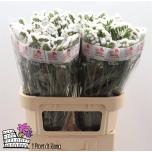 Limonium Parkjuur White Starlight Wings 80cm