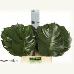 Monstera leht 50cm (pk)