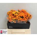 Capsicum Paprika Orange Candy 40cm