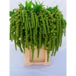 Amaranthus Rebashein Cycloop 75cm