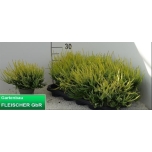 Calluna vulgaris garden girls mixed 11cm