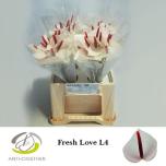 Anthurium Fresh love 40cm