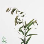 Chasmanthium Haikhein ov 70cm (tk)