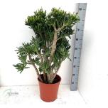 Crassula ovata Turdleht Hobbit 24cm