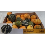 Cucurbita Kõrvits mix