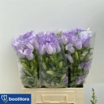 Campanula Kellukas Champion Lavender 60cm