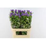 Campanula Kellukas Champion Lavender 80cm