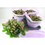 Kalanchoe blos double calandiva purple 23cm