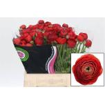 Ranunculus Tulikas Elegance Red